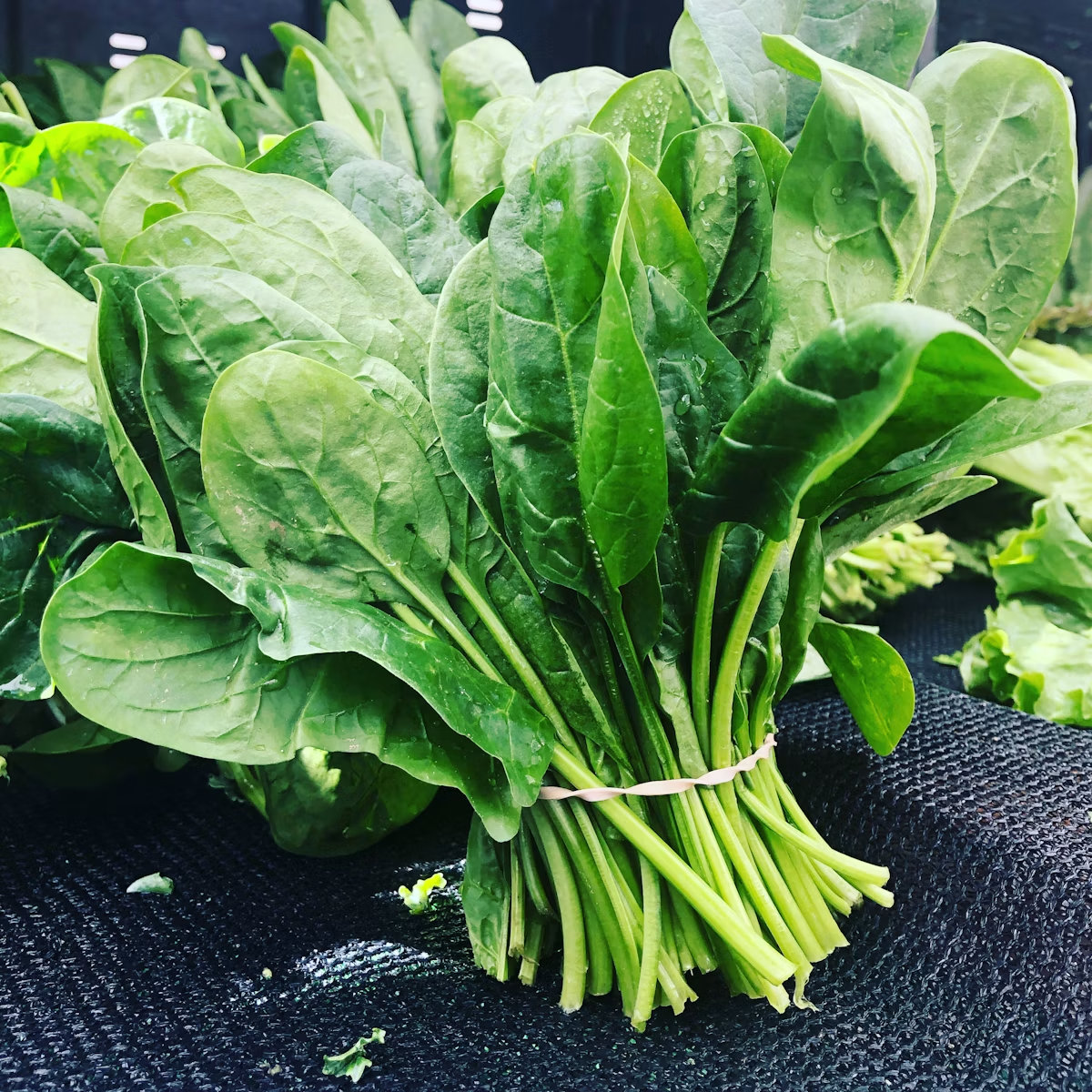 新鲜菠菜叶特写，展示翠绿饱满的叶片纹理